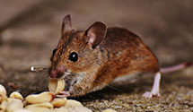 24 Hour & Emergency Exterminators in Fort Pierce, FL